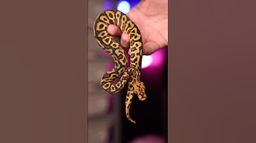 BEST 3 Gene Ball Python Combo?! | #snake #reptiles #ballpython