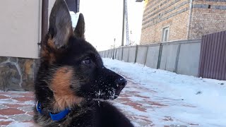 Playful puppy Oscar on snow.