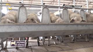 Küçükbaş Dünyası-Otomatik Sağım Sistemleri