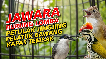 MASTERAN PETULAK JINGJING PELATUK BAWANG KAPAS TEMBAK GACOR, JAWARA BURUNG LOMBA