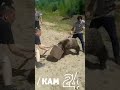 Якутские водители спасли медвежонка, засунувшего голову в бак