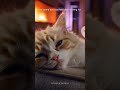 watch your cat fall asleep 🐾 #shorts #calmingcat #sleepmusic