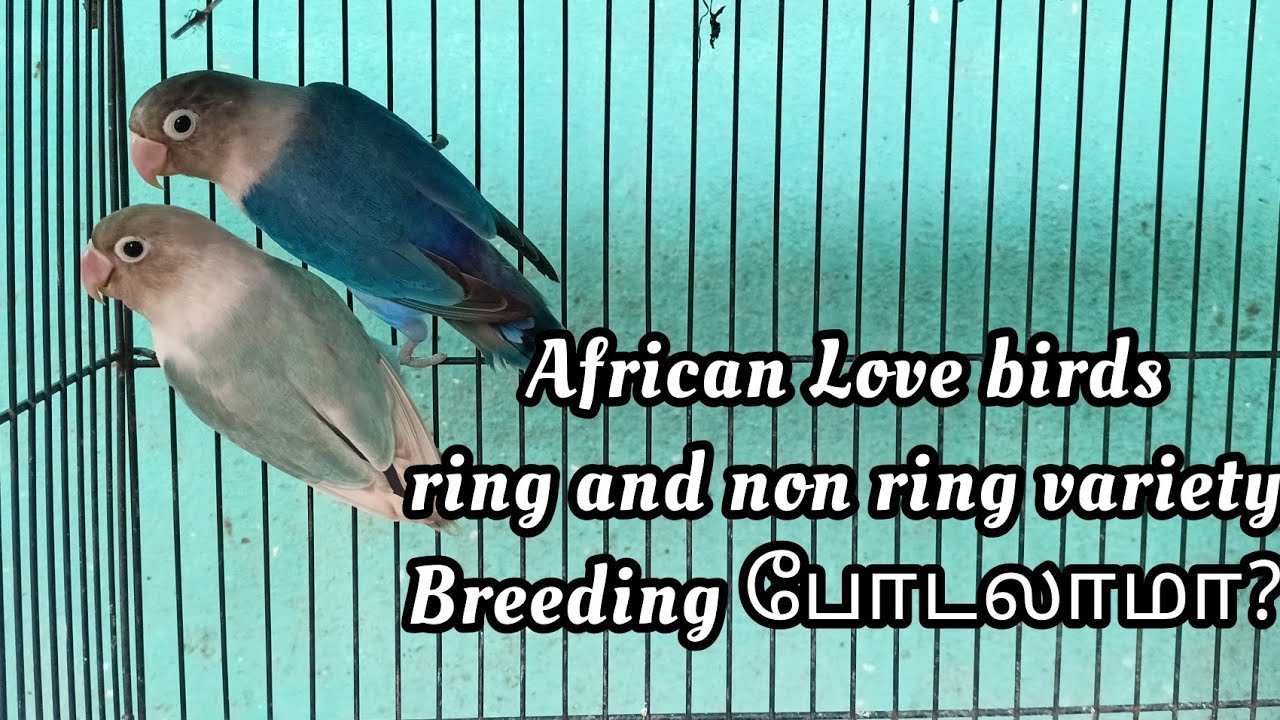 African Love Bird'S and... - African Love Bird'S and Eye Ring
