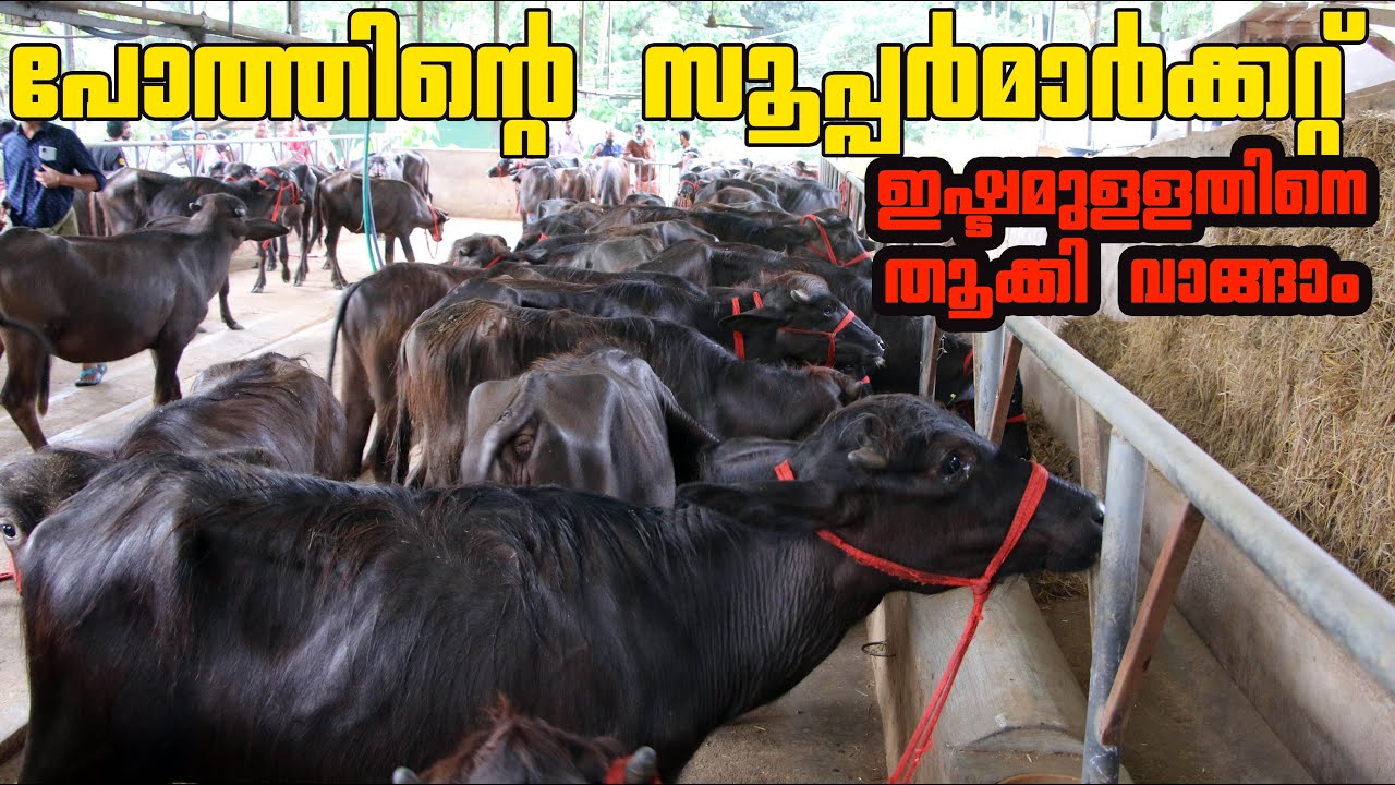മുറാ പോത്തിൻ കുട്ടികൾ Rs 135 |പോത്തിൻ്റെ സൂപ്പർമാർക്കറ്റ് | Kottayam Murrah Farm Visit