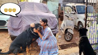 Dog missing his owner after death 😢 || snappy girls #emotional #rajveer #rottweiler #dog ||