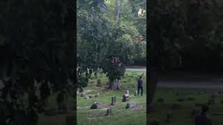 A hawk flew down to have lunch with my wife part 3 at Ann Arbor, Cemetery