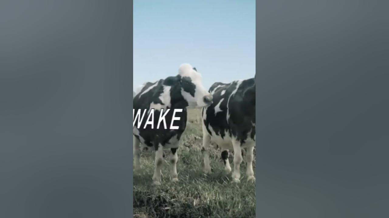 Wake up it s the first of the month cows youtube
