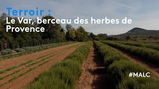 Terroir: the Var, cradle of Provençal herbs screenshot 5