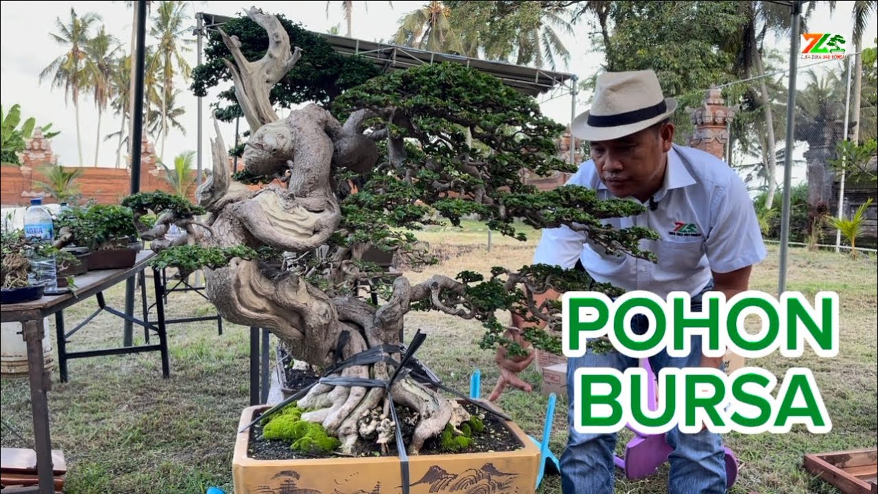 “POHON BAGUS SEMUA”BURSA ROAD TO THE MAX