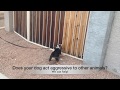 Scottsdale Dog training, behavior problems Scottsdale Dog training, behavior problems