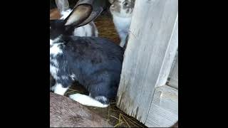 Funny Baby Bunny Rabbit Videos 4 - Cute Rabbits Compilation 2021