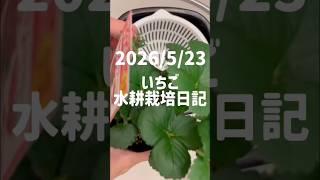 2026/5/23いちご水耕栽培日記
