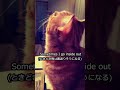 Bonnie and Clyde 猫さりり 【ELLEGARDEN】 #Shorts  #猫 #細美武士