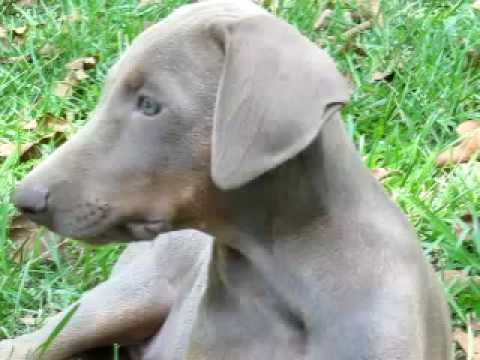 grey doberman puppies