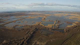 What Are Constructed Wetlands? Overview and Benefits