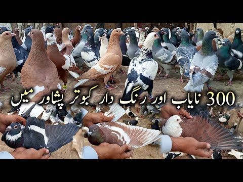 300 Nayab aur Rangdar Kabootar Peshawar mein | Badshahi Shoq