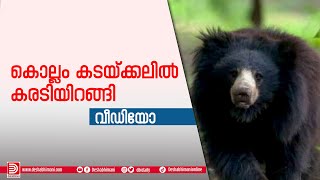 കൊല്ലം കടയ്‌ക്കലിൽ കരടിയിറങ്ങി | Bear found near kollam kadakkal