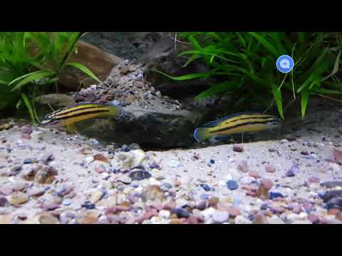 Julidochromis Ornatus