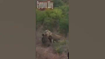 Львица напала на детеныша буйвола