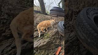 chat de gouttière# story cat #chat chaton# chat squatteur visiteur#animaux # قط هر #nature jardin