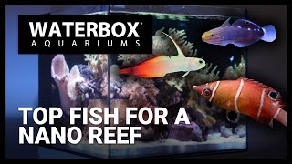 Top Fish For Nano Reef Aquarium