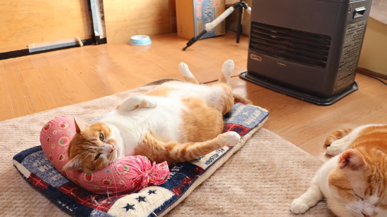 オルゴナイト 元宝を持った小さな猫さん ピーターサイト maxresdefault.jpg