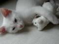 turkish van cat : pamuk helva の動画、YouTube動画。