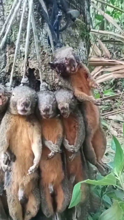 Lokasi lama///panen tupai 🐿️🐿️🐿️ #berburu #bajing #viralvideo #trending #viralshorts