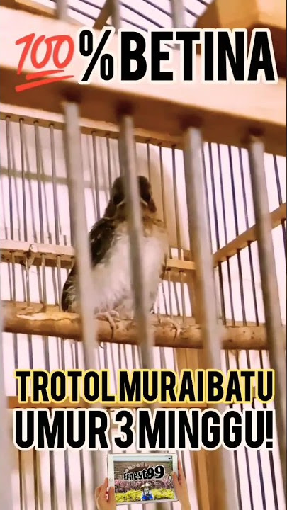 TROTOLAN BETINA MURAI BATU UMUR 3 MINGGU ❗