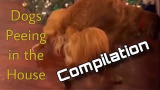 Dogs Peeing In The House Compilation