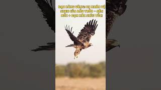 Đại Bàng Vàng  Dị Nhân Vệ Sinh Của Bầu Trời – Săn Mồi + Dọn Xác Siêu Tốc!