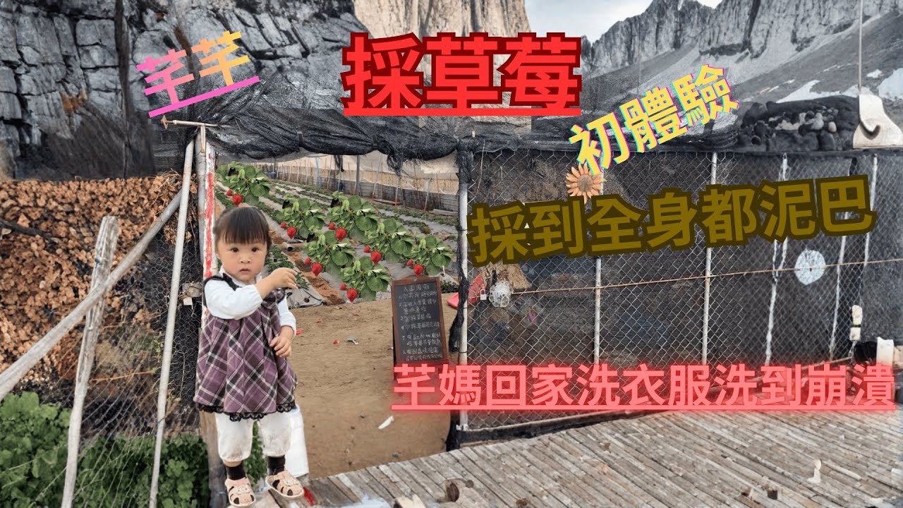 【芊芊一家】帶著芊芊到｜台南善化｜採草莓初體驗🍓 小朋友第一次反應太可愛了！
