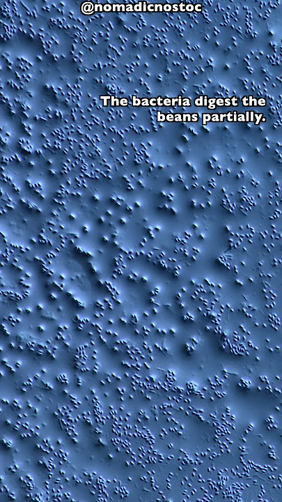 Natto Japanese Fermented Soy Beans under the microscope#japanesefood #microscope #soybean