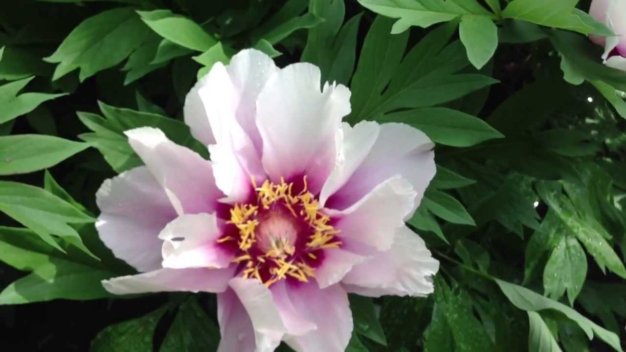 Peony Cora Louise Itoh Hybrid at peony nursery 