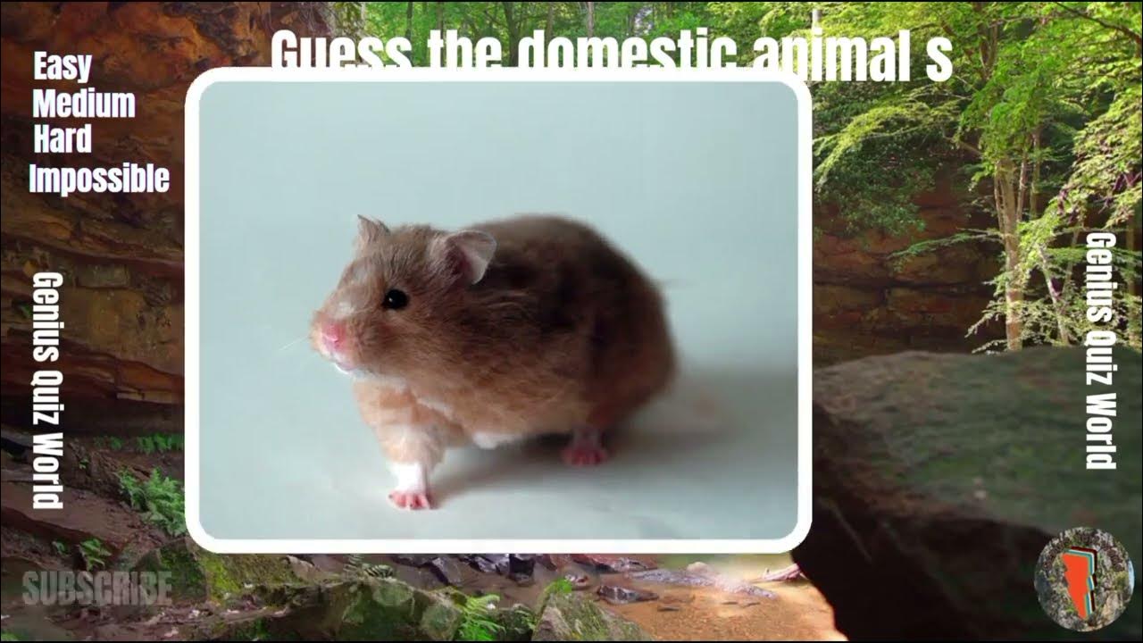 Guess the Animals Jay's pub quiz YouTube