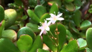 Here is a link to my other video on how get your jade plant / money
flower https://www./watch?v=wsdvx_2fh-k ★ donate channel htt...