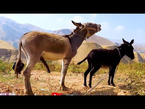Let's take a look at the life of donkeys in beautiful nature- 2022
