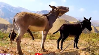 Let's take a look at the life of donkeys in beautiful nature- 2022