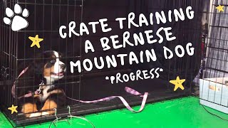 Puppy Bernese Knows Release Word (Crate Training)