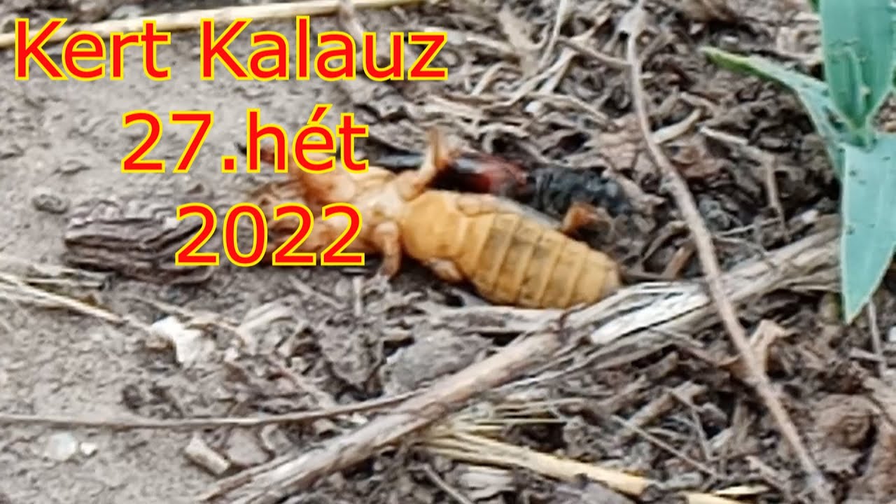 Kert Kalauz - 27.hét - 2022