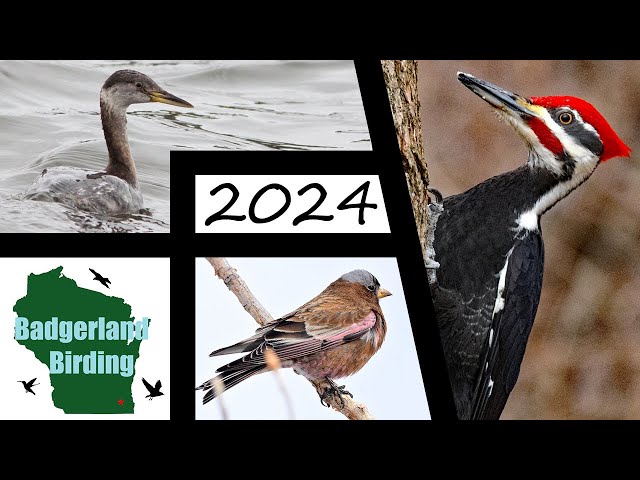 2024 First of the Year Birding Challenge class=