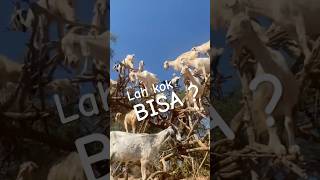 Bukan Kambing Biasa !