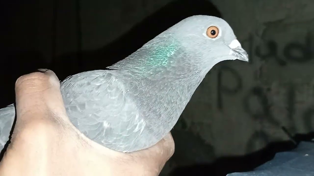 Mostrando el palomar y a los palomos que pondré a robar 🕊🪽