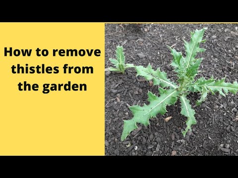 Video: Informace o bodláku skotském: Jak ovládat bodlák na trávnících a zahradách