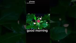 Download Lagu Flower video tik tok MP3 Download Lagu Flower video tik tok MP3