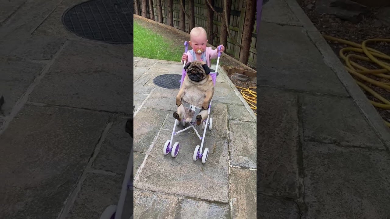 Toddler Takes Pug for A Stroller Ride ViralHog YouTube