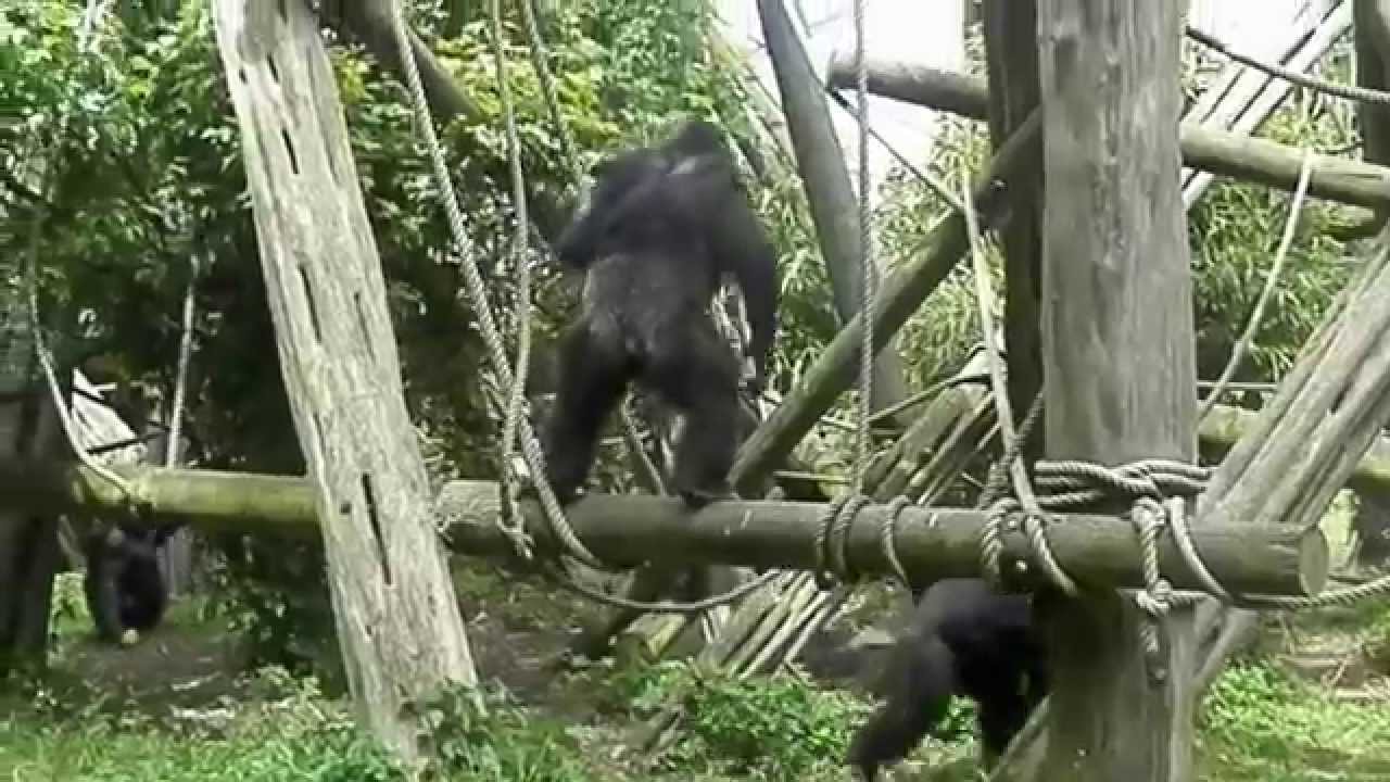 Gorillas Fighting at Edinburgh Zoo YouTube
