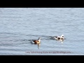 Water Birds (Ducks) Of Humber Bay - Long Tailed Duck (Male &amp; Female) . 2017 . Toronto