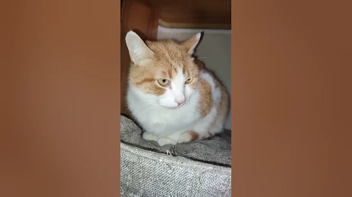 Watch the video about Tabby cat european shorthair bicolor