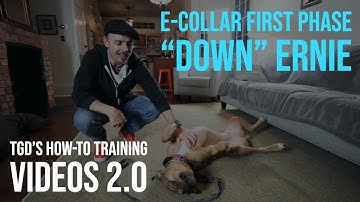 How-To Train E-Collar Down | 1st Phase | With Ernie